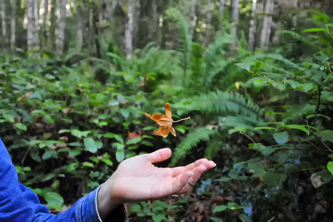 Leaf